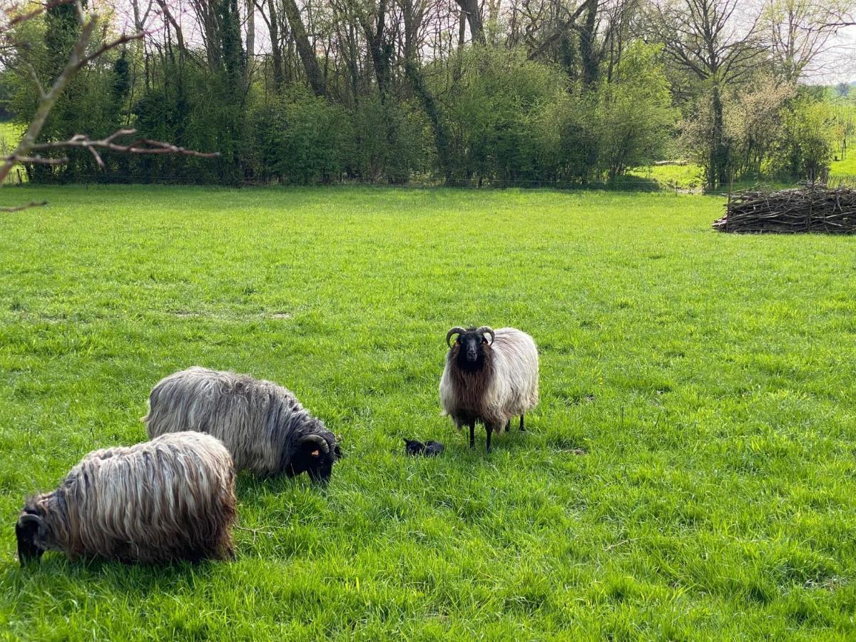 Sint-Lievens-Houtem Paardenhuisjeヴィラ エクステリア 写真